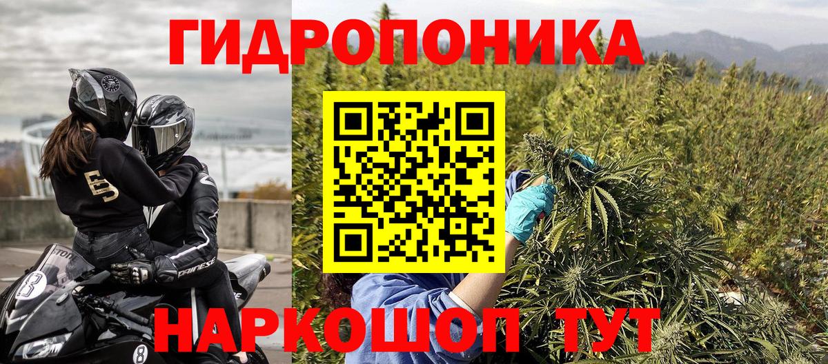 Канабис планчик Мирный